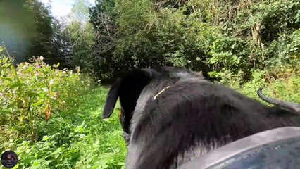 Morning Routine With Our Rottweilers