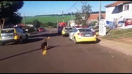 Homem em surto mobiliza várias equipes da PM até o Conjunto Riviera