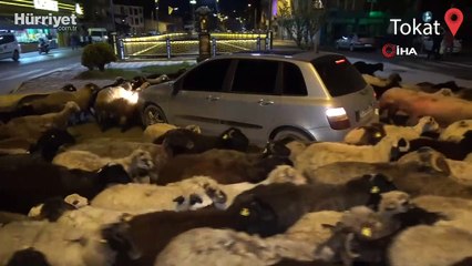 Koyun sürüsü şehir merkezinden geçti, trafik durdu