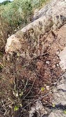 Ait bou Ali tidili massfioua4