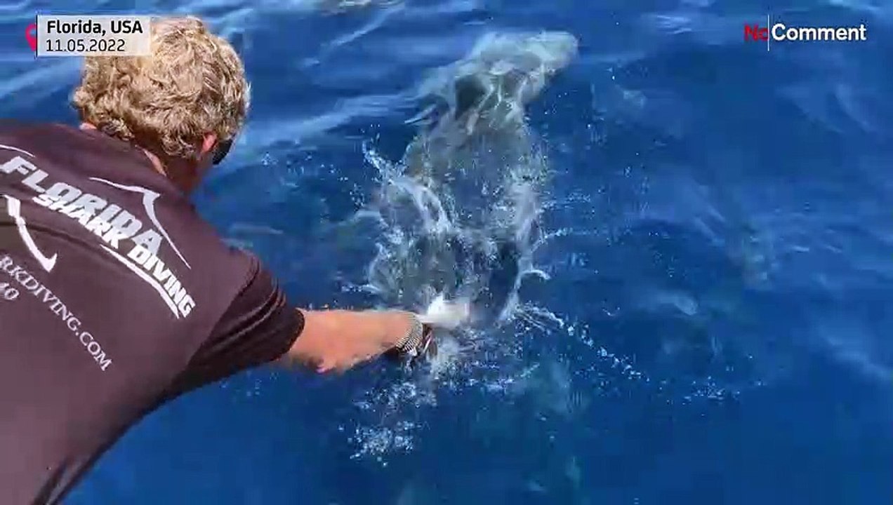 Florida: Wo sich Haie im Golfstrom aalen