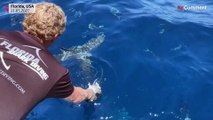 Ecotourisme : plongée avec des requins en Floride