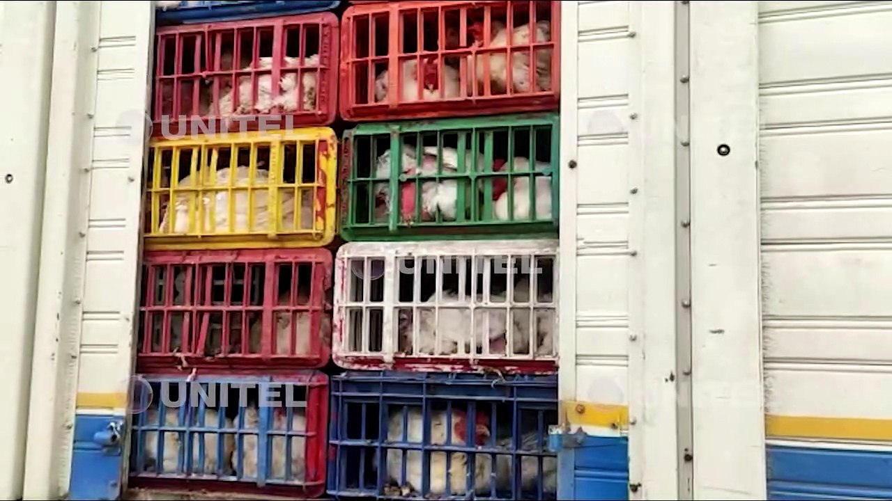 Al menos 30 pollos murieron en el bloqueo  de la ruta Santa Cruz-Cochabamba