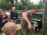 La mise au marais, une tradition de la Manche