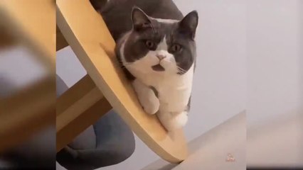 Baby Cats - Cute and Funny Cat Videos Compilation #22  Aww Animals