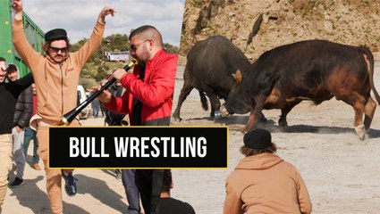 I Was the Guest of Honor at a Bull Wrestling Festival