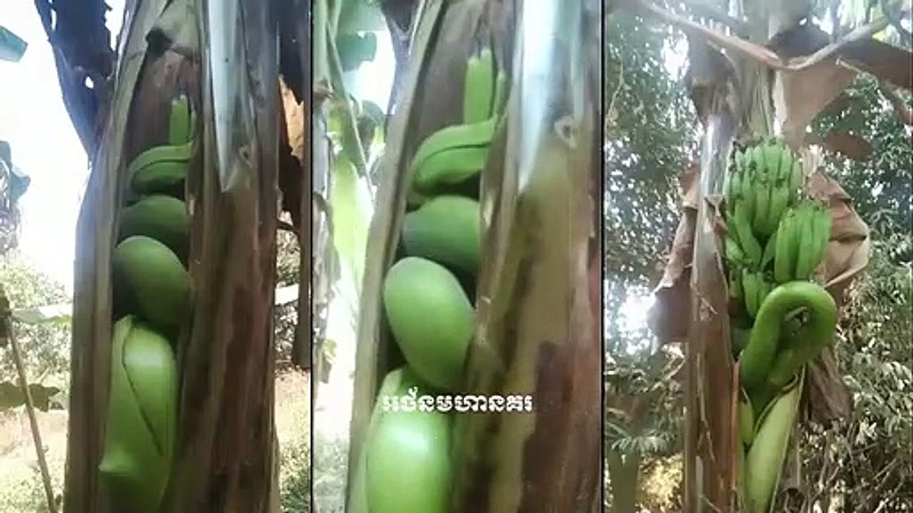 កូនក្រកដើមចេក តាមជំនឿចាស់បុរាណ_លោកថា ជាវត្ថុសាកសិទ្ធិប្រភេទ,best khmer magic