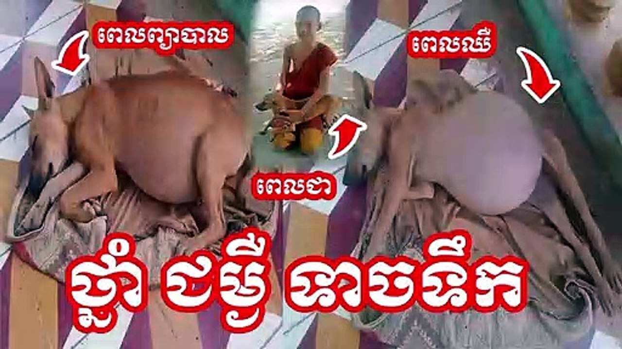 ( ថ្នាំ ព្យាបាល ជម្ងឺ ទាចទឹក) កូន នេន មួយព្រះអង្គ ព្យាបាលកូនឆ្កែ ដែលកើតជម្ងឺ ទាច ទឺក បានជាសះស្បើយ