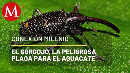 Laboratorios de tecnología orgánica para prevenir plagas | Conexión Milenio