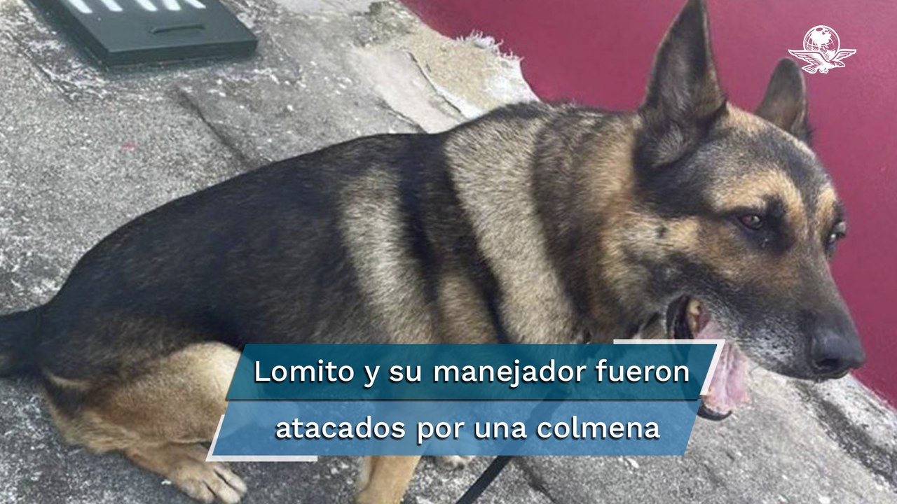 Perro policía muere en ataque de abejas; reconocen acto heroico de ofic