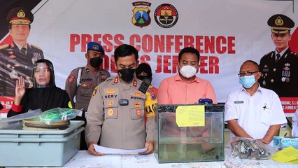 Tim Kalong Polres Jember Berhasil Gagalkan Penjualan 1300 Baby Lobster Ilegal