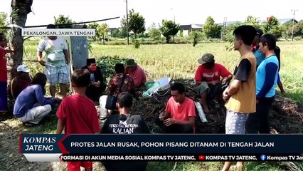 Protes Jalan Rusak, Pohon Pisang Ditanam di Tengah Jalan