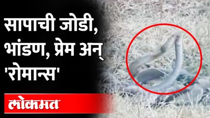 सापाची जोडी जेव्हा रोमॅन्टिक होते, व्हिडीओ पाहा | Snake Meeting | Maharashtra News