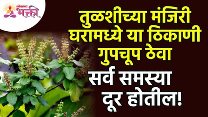 तुळशीची मंजिरी घरामध्ये गुपचूप कुठे ठेवली तर सर्व समस्या दूर होतील? Vastushastra tips | Tulsi Mahiti