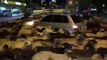Yaylaya göç eden koyun sürüsü trafiği durdurdu