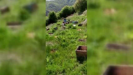 Araştırma için beslenen arı kovanlarını tahrip edenlerin yakalanması için çalışma başlatıldı
