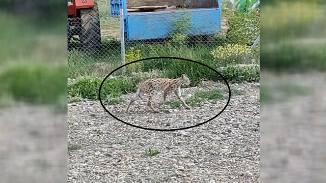 Nesli tükenme tehlikesi altında olan vaşak bahçede görüntülendi