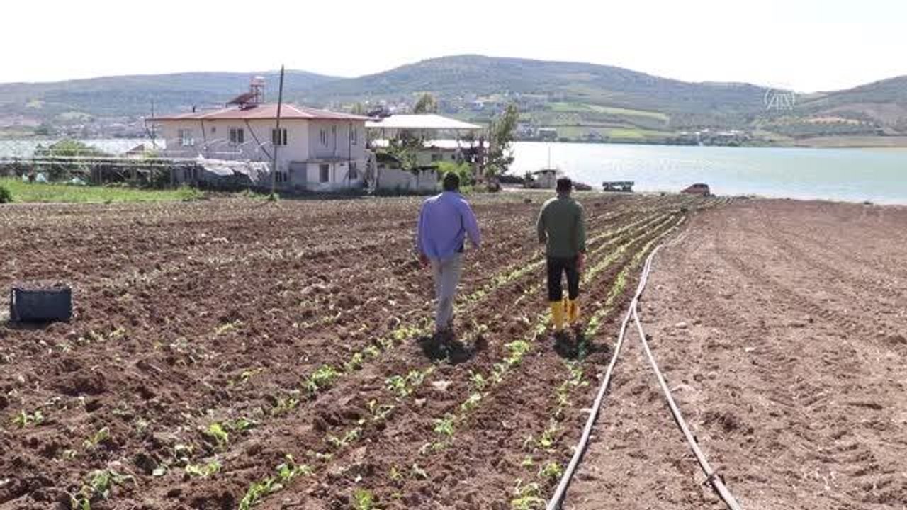 Çiftçiler tütün ekimine başladı