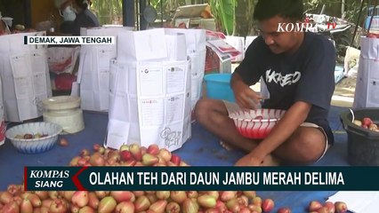 Warga di Kabupaten Demak Olah Jambu Merah Delima Jadi Teh Berkhasiat