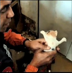 AVCILAR'DA YAVRU KEDİLERİ KURTARMAK İÇİN DUVARI DELDİLER