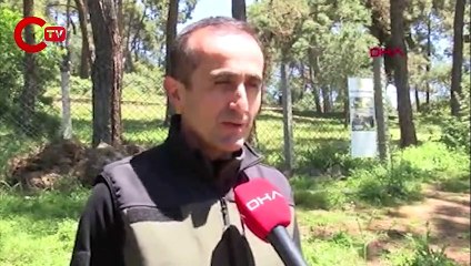 Adalar'da tırtıl seferberliği Hem doğaya hem de insana zararlı