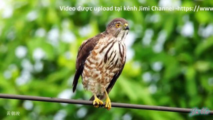 Ưng Bụng Hung (Besra) Loài Chim Săn Vùng Rừng Rậm