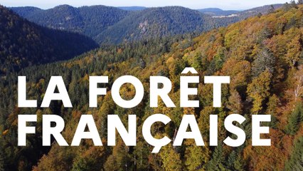 La forêt française