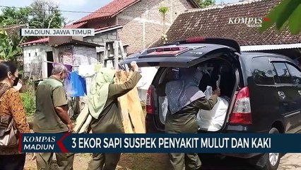 3 Ekor Sapi Suspek Penyakit Mulut Dan Kaki