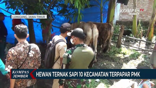 Cegah Wabah PMK, Kandang Sapi dan Pasar Hewan Disemprot Disinfektan