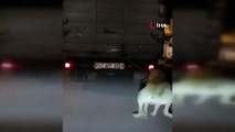 Köpeği kamyonun arkasına bağlayan vicdansız sürücüye para cezası ve adli işlem