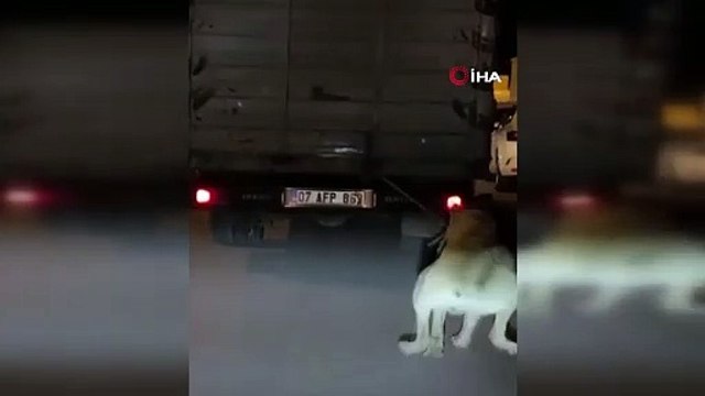 Köpeği kamyonun arkasına bağlayan vicdansız sürücüye para cezası ve adli işlem
