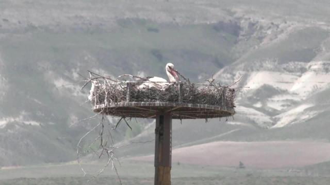 Göçmen Kuşlar, Ankara Büyükşehir'in Yaptığı Yuvaları Sevdi