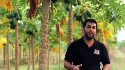 Tropikal Papaya Meyvesi