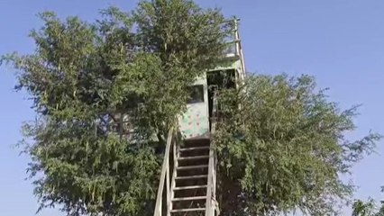 खेजड़ी के पेड़ बना डाला सपनों का आशियाना, किसी लग्जरी घर से कम नहीं खमीशा का ट्री हाउस