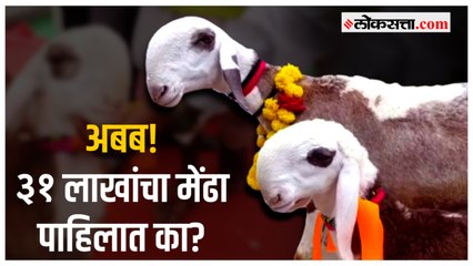 सांगली : अवघ्या दोन महिन्याच्या मेंढ्याची किंमत ३१ लाख रुपये; मंत्री एकनाथ शिंदेंनी केला सत्कार