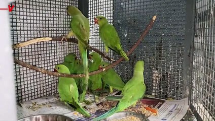 Birds Suffering from Dehydration Are Getting a Helping Hand
