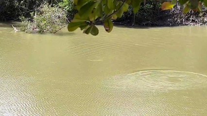 தவறி விழுந்த மகன் தொப்பி.. ராட்சதமுதலையிடம் ரிஸ்க் எடுத்த தந்தை - வீடியோ