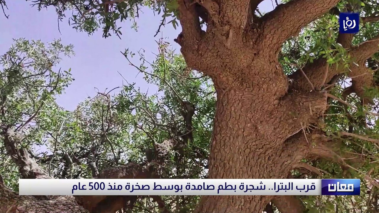 قرب البتراء.. شجرة بطم صامدة في وسط صخرة منذ 500 عام - فيديو Dailymotion