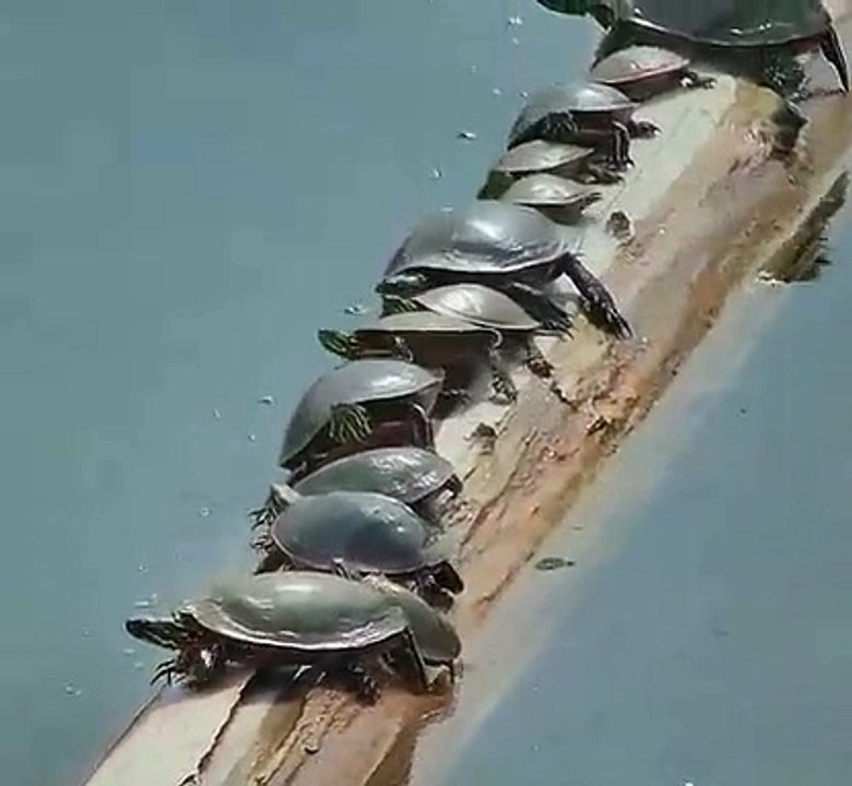 Des tortues tanguent sur un tronc d'arbre sur l'eau