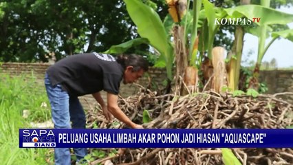 Pengusaha Aquascape yang Memanfaatkan Limbah Akar Pohon Makin Berkembang saat Covid Melanda