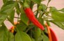 Chilli peppers could cure cancer!