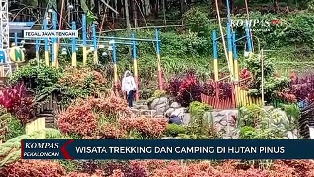Wisata Trekking dan Camping di Hutan Pinus
