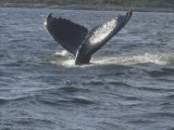 Excution aux baleines