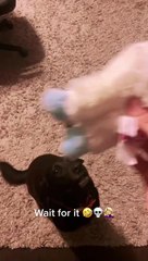 Guilty Pup Apologizes