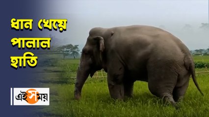 ধান খেয়ে পালাল হাতি