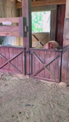 Mini Horse Turns on Fan to Make Herself More Comfortable