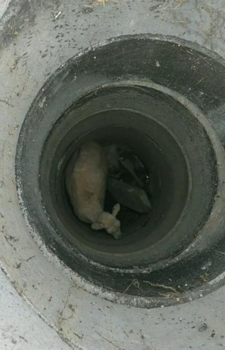 KAPAĞI ÇALINAN RÖGARA DÜŞEN KOYUNU İTFAİYE KURTARDI