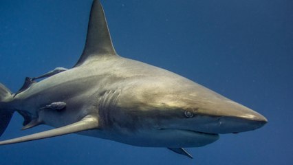 Defensores de los animales emprenden lucha por la protección de tiburones en Costa Rica