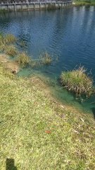 Dog Goes Fishing