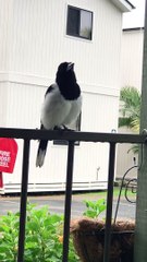 Butcherbird Mimics Other Bird Calls